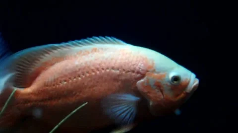 Big Fish Stock Footage 8763366