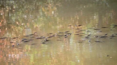 Big fish Stock Footage 12418222