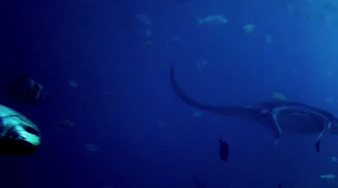 Big fish Stock Footage 25526949