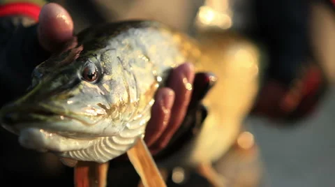 Big fish Stock Footage 49819464