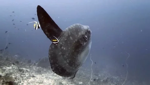 Big Fish Stock Footage 170099416