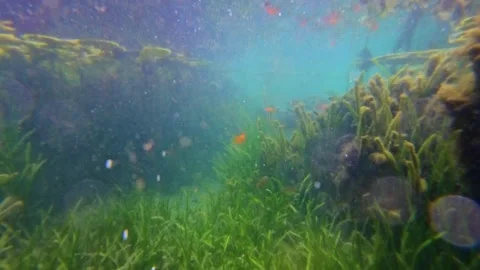 Big fish Stock Footage 311380304