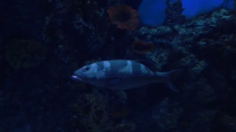 The big fish froze in the aquarium Stock Footage