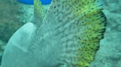 Big fish get away from tail in underwater, 스톡 동영상 60801162