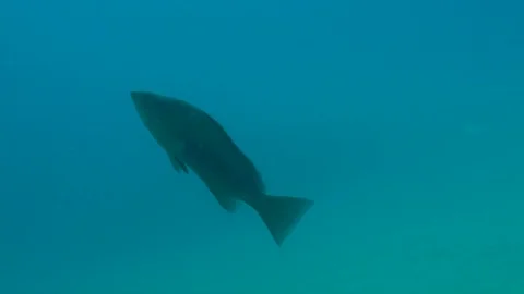 Big Fish Gets Very Close to the Scuba Diver Stock Footage 124085721