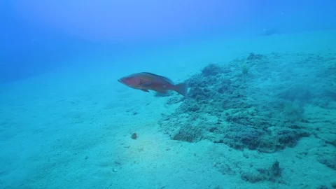 BIG FISH IS GETTIN TOO CLOSE TO SCUBA DIVER Stock Footage 124053572
