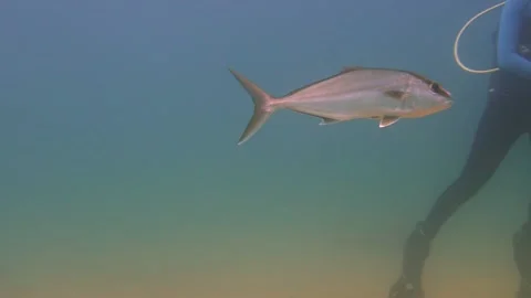Big Fish Goes Close to the Scuba Divers Underwater, Slow Motion Stock Footage 144985283