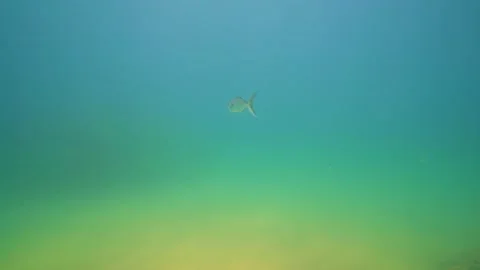 A Big Fish Goes Through the Deep Sea Stock Footage 144931839