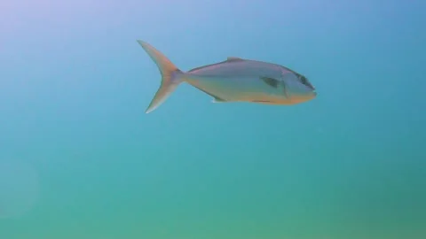 A Big Fish Goes Underwater Stock Footage 144983464