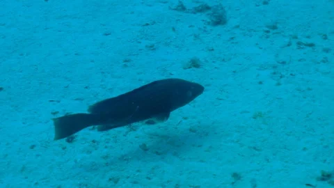 Big Fish on the Ground Underwater Video stock 124091406