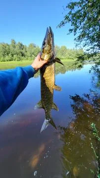 Big fish in hand Fotos de archivo