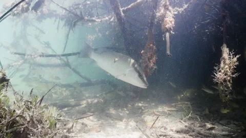 Big fish hiding under the mangrove roots 4K Stock Footage 299921076