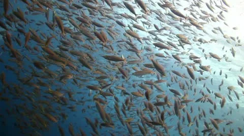 Big fish hunting small fish huge school Stock Footage 10756633