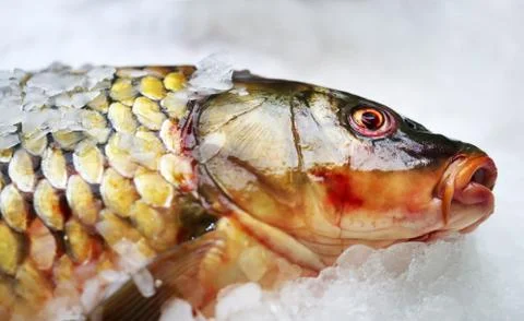 Big fish on ice Stock Photos