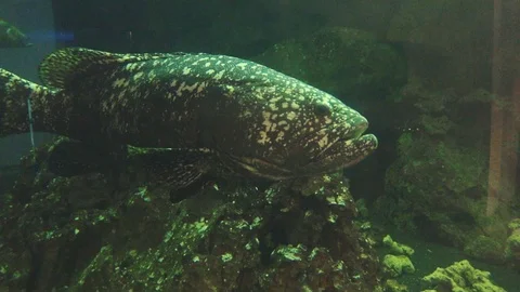 A big fish look like a rock stone. It stay still and calm. Stock Footage 124803256