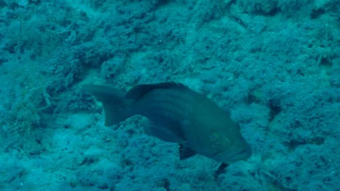 Big Fish Looks at the Camera Stock Footage 124092482