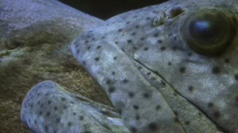 Big Fish Mouth  Видео 291677
