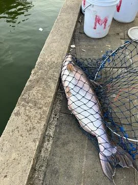 Big fish in the net Stock Photos