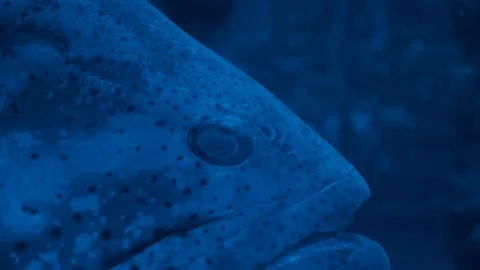 Big fish in the ocean Stock Footage