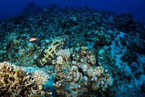 Big fish Stock Photos