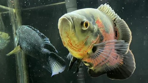 Big fish 库存照片