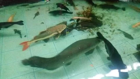 Big fish Stock Photos