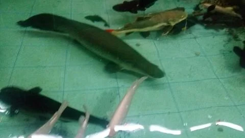 Big fish Stock Photos