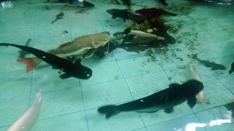 Big fish Stock Photos