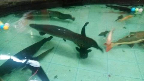 Big fish Stock Photos