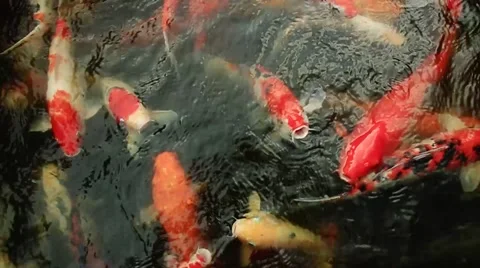 Big fish in the pond in the park Video stock 48489008