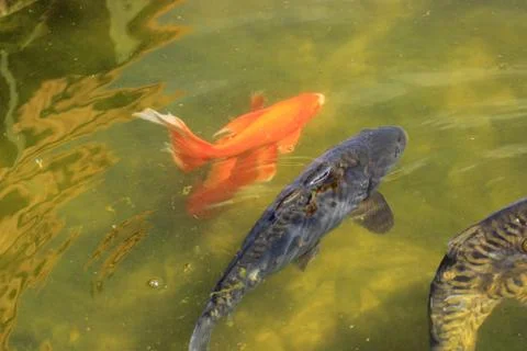 Big fish in the pond Stock Photos