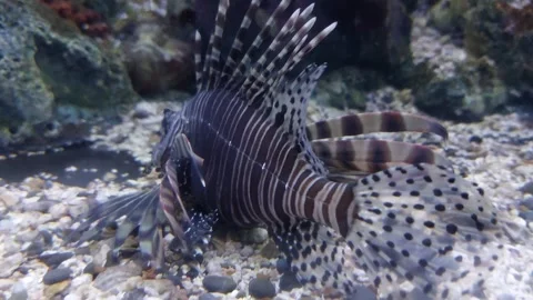 Big fish with purple stripes Stock Footage 259556665