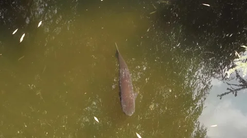 Big fish in river Stock Footage 245413492