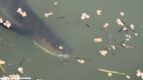 Big Fish with Sharp Teeth Swims in a Circle Video stock 89642440