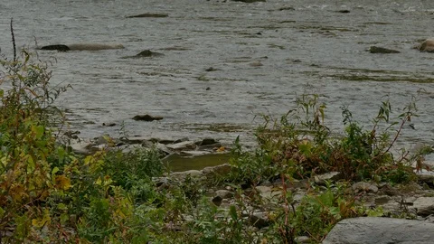 Big fish surpassing water level swims up the current during famous salmon run Stock Footage 94860107