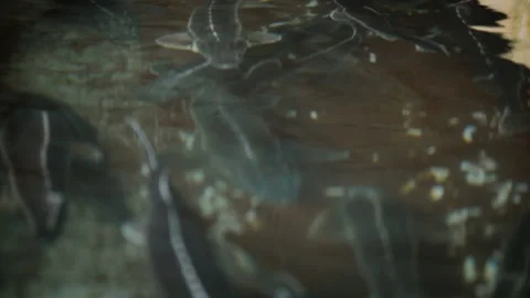 Big fish swim in a special pool. Aquaculture industry. Fishery Russia Stock Footage 104514764