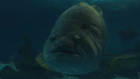 Big Fish Is Swimming In Deep Water.4k Stock Footage