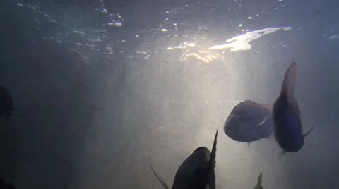 Big fish swims under reflections 스톡 동영상 39794941