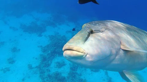 Big fish, underwater scene, summer holiday, snorkeling, diving concept Stock Footage 110818082