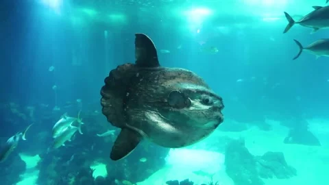 Big fish in the water Video stock 162725649