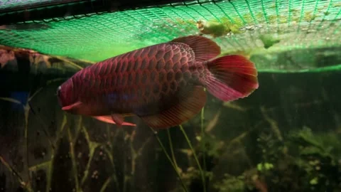 Big fish in the zoo Stock Footage 154655085