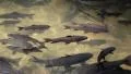 Big fishes swim in the water HD Footage