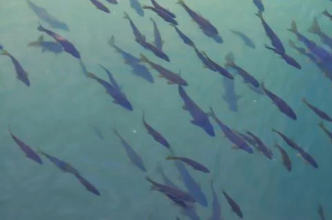 Big fishs in a river  Foto stock