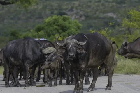 Big five herd of Buffalo during safari in Kruger national park Stock Photos