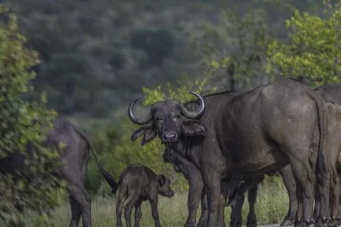 Big five herd of Buffalo during safari in Kruger national park Stock Photos