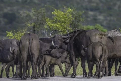 Big five herd of Buffalo during safari in Kruger national park Stock Photos