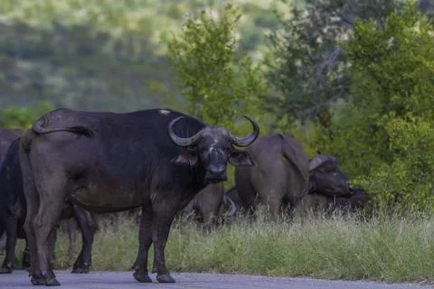 Big five herd of Buffalo during safari in Kruger national park Stock Photos
