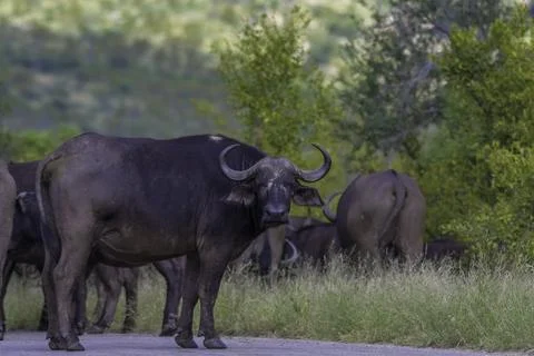Big five herd of Buffalo during safari in Kruger national park Stock Photos