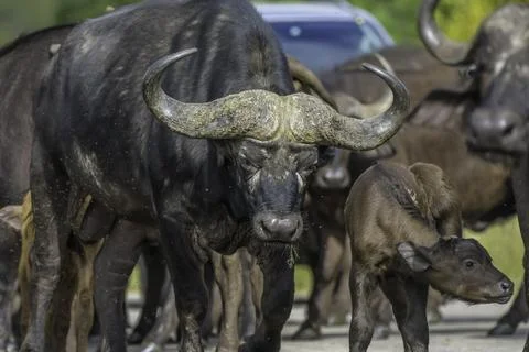 Big five herd of Buffalo during safari in Kruger national park Stock Photos