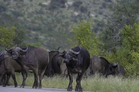Big five herd of Buffalo during safari in Kruger national park Stock Photos